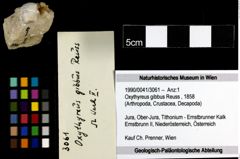 Foto (Objekt + Etiketten) von Oxythyreus gibbus (Reuss, 1858) 